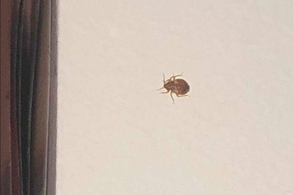 BED BUGS EXTERMINATOR_NY (2)